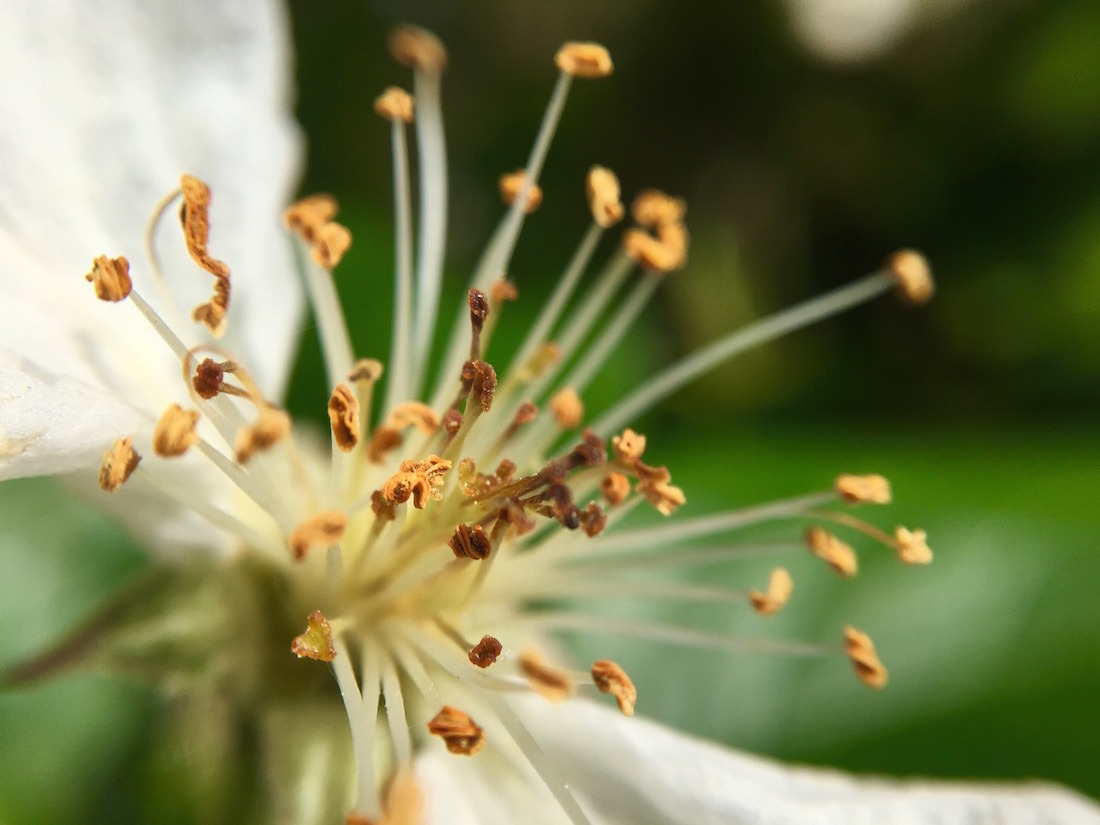 fleur-objectif-macro-olloclip